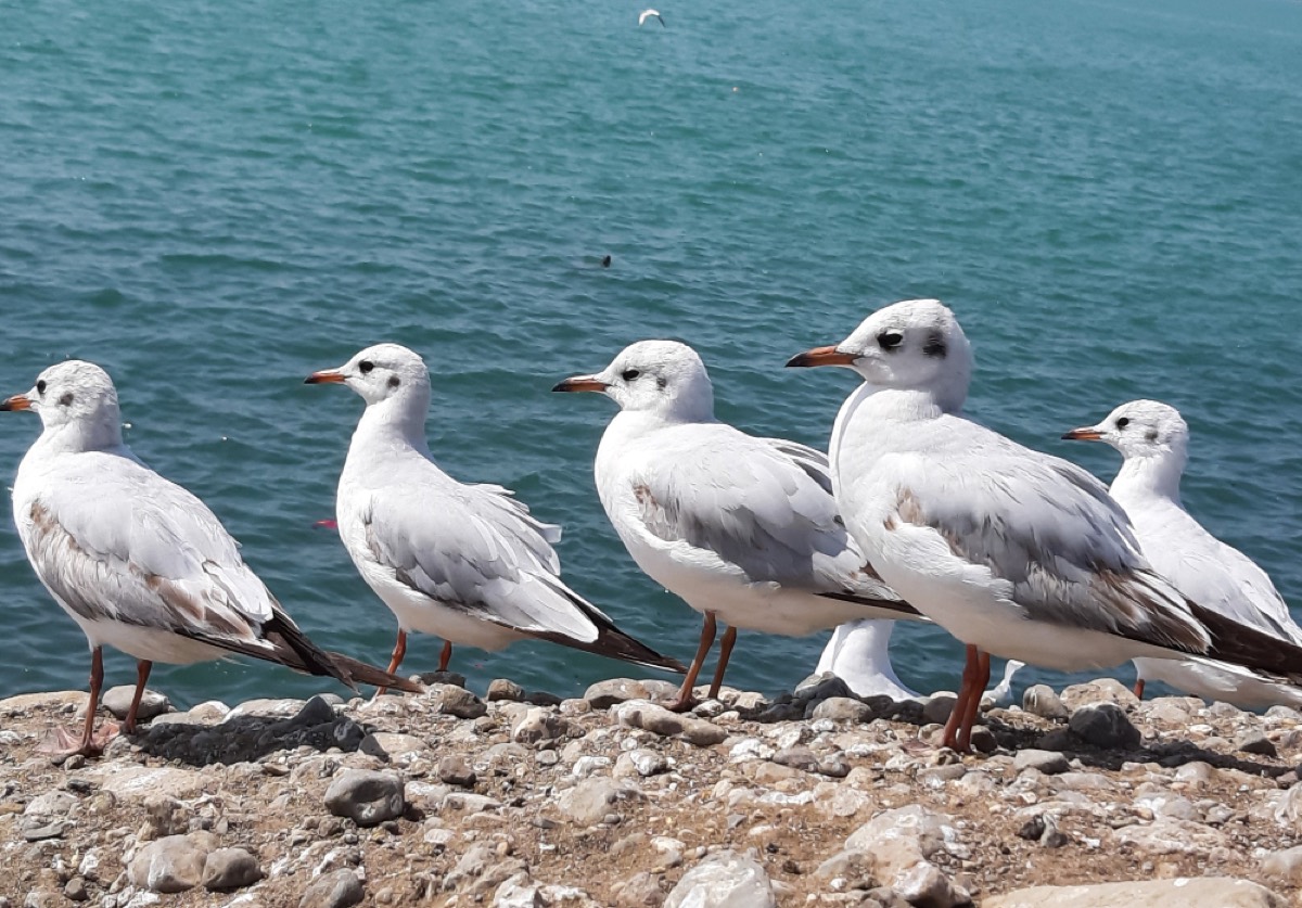 Gaviotas
