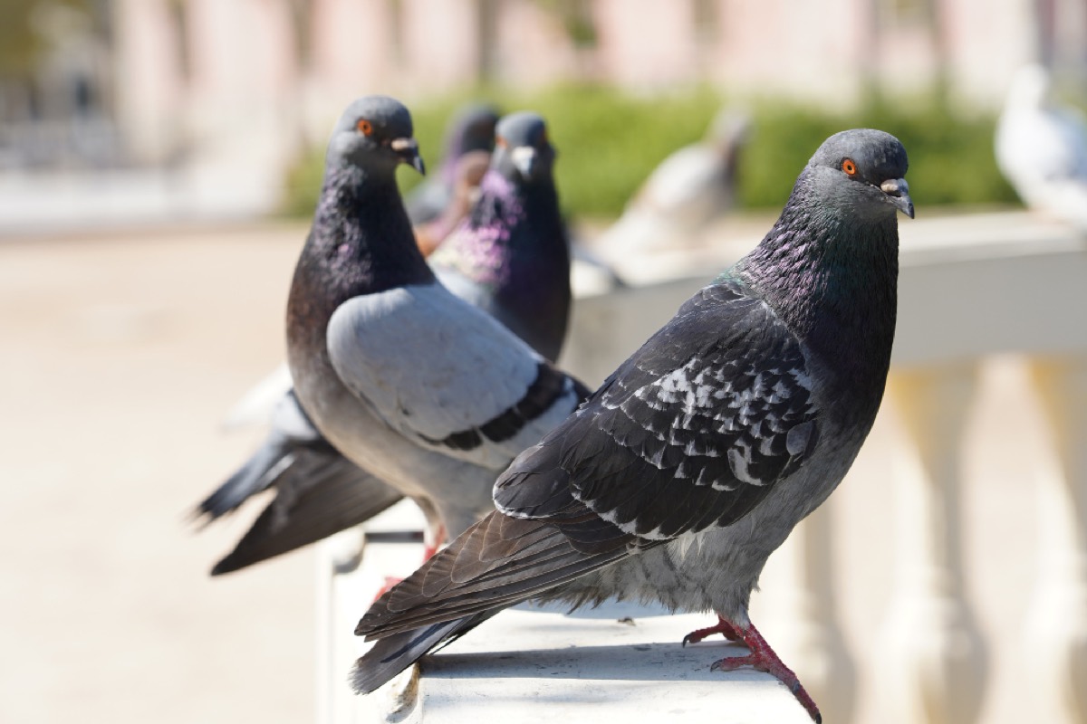 Palomas