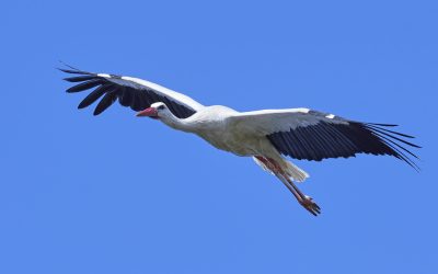 White stork in flight with blue skies in the background