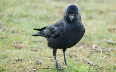 Black Jackdaw stares like if saying"seriously?". Green background.