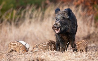 Family wild boar, sus scrofa, grazing on dry field in autumn nature. Adult swine with open mouth with piglets on grassland. Group of wild pigs playing on meadow.